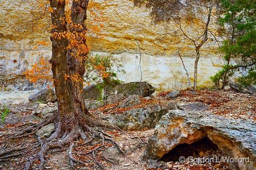 Canyon Wall Backdrop_44663.jpg - Lost Maples State Natural AreaPhotographed in Hill Country near Vanderpool, Texas, USA.